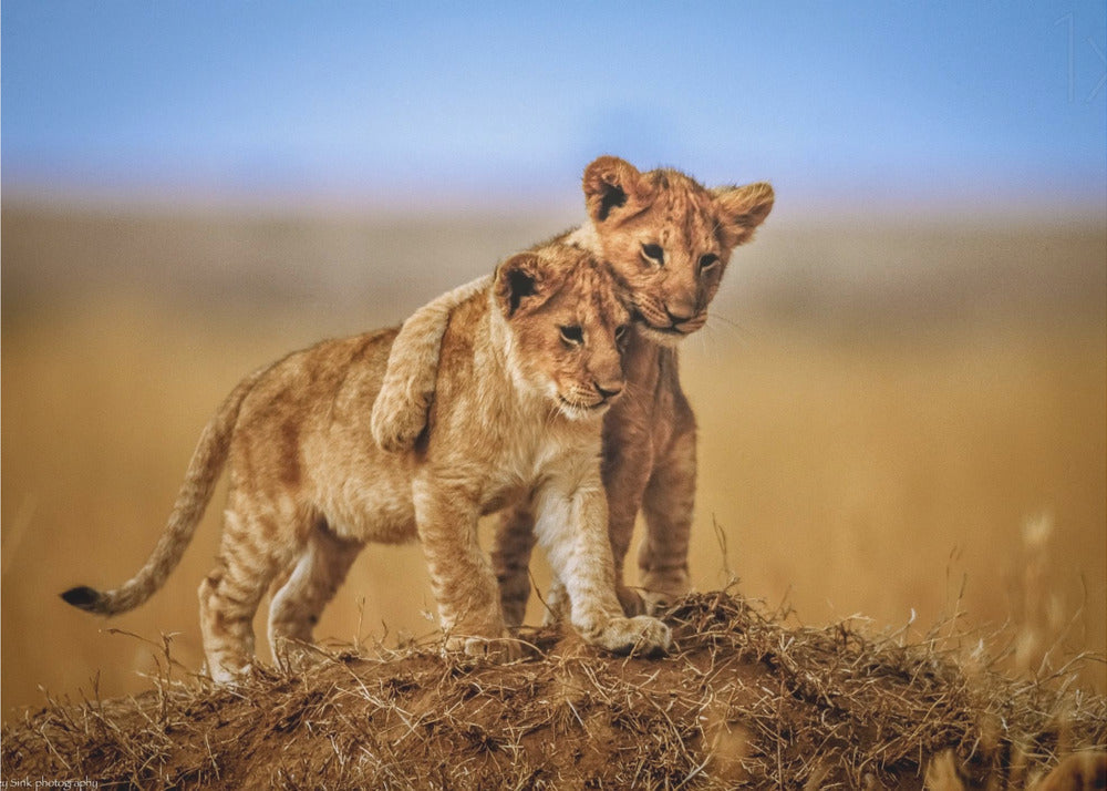 Brothers for Life Wall Artwork Gallery Wrapped (Ready to Hang)