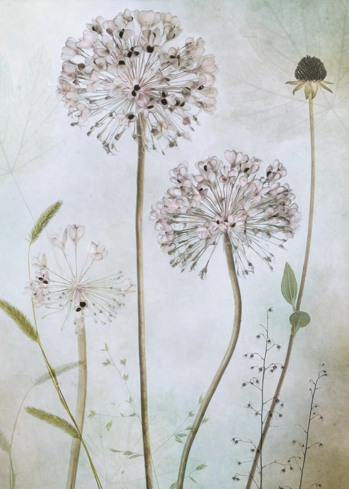 Allium Wall Artwork In Black Floating Frame