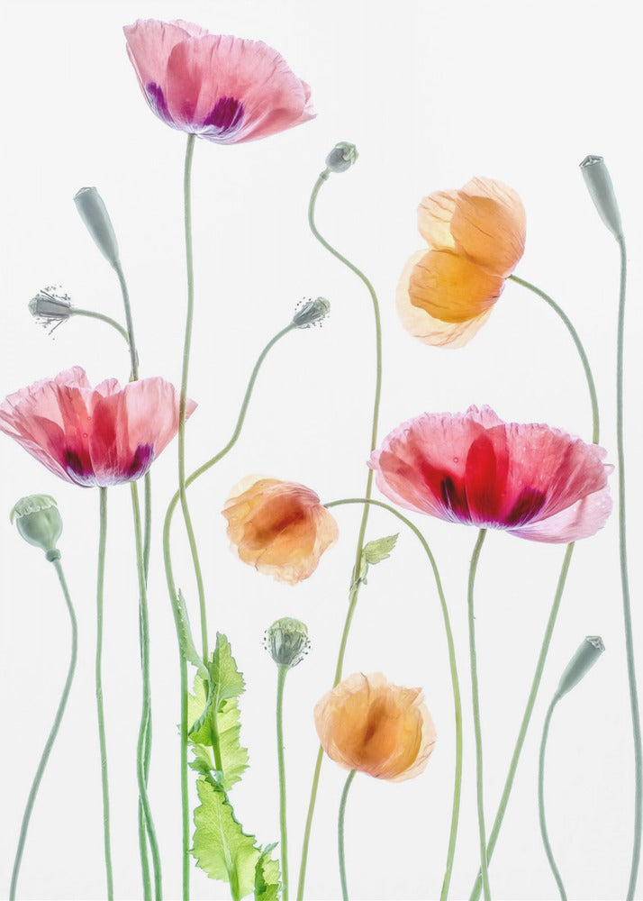 Poppies Wall Artwork In Black Floating Frame