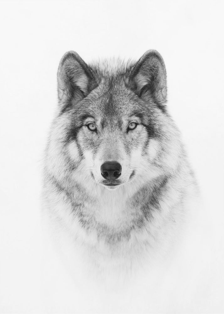 Portrait of a Timber Wolf Wall Artwork In Black Floating Frame