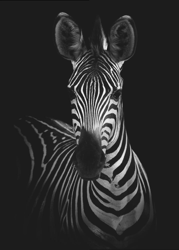 The Zebra Wall Artwork In Black Floating Frame