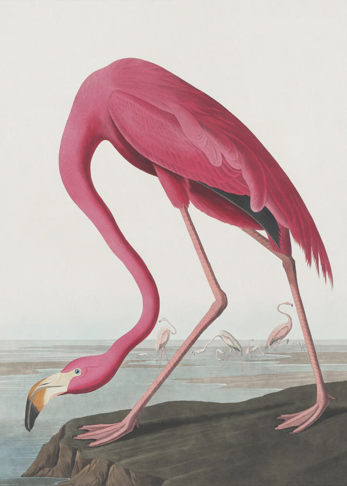 Pink Flamingo Ii From Birds of America (1827) Wall Artwork Gallery Wrapped (Ready to Hang)