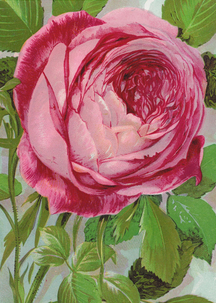 Pink Rose, Mrs John Laing Lithograph Wall Artwork Gallery Wrapped (Ready to Hang)