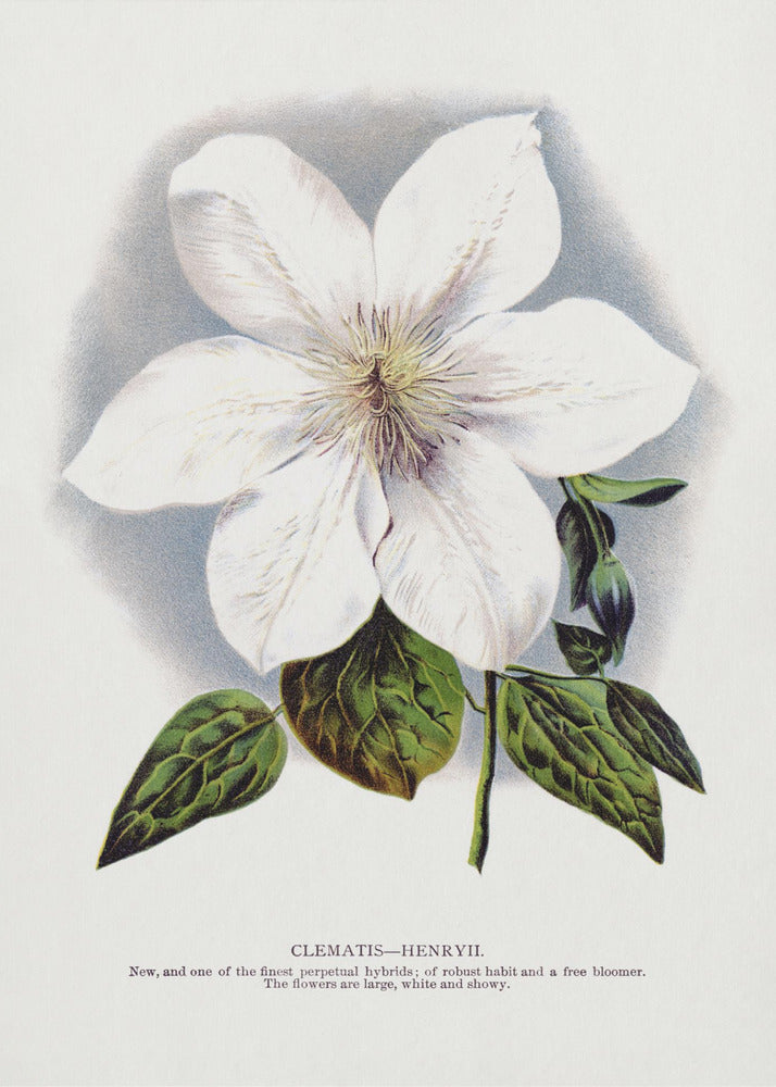 Clematis Flower Lithograph Wall Artwork Gallery Wrapped (Ready to Hang)