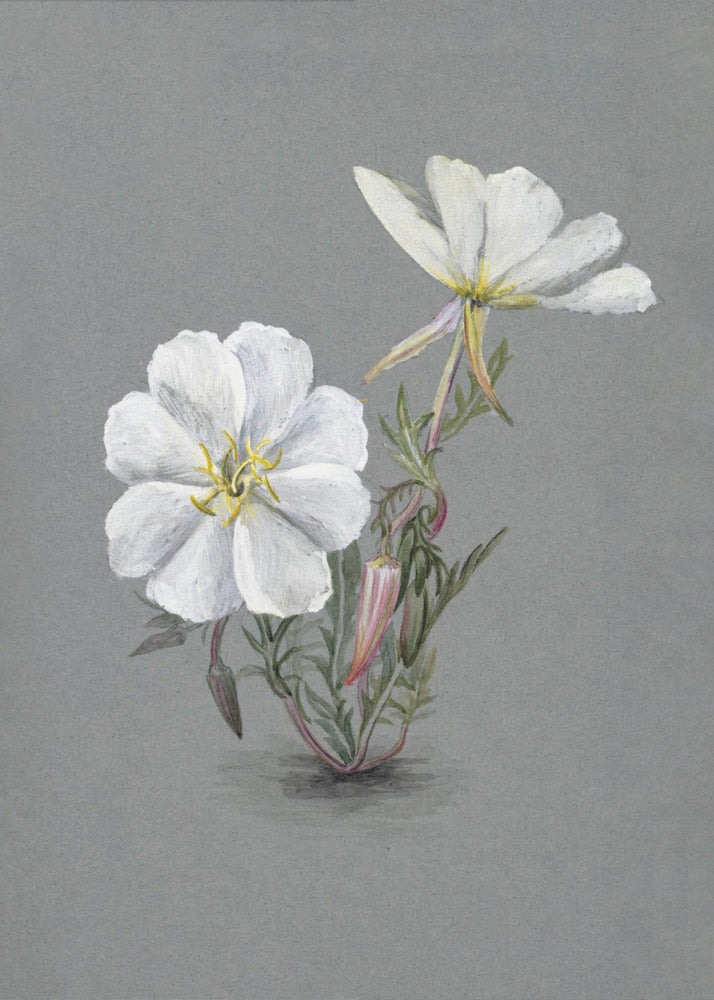 Giant Helleborine (1880) Wall Artwork Gallery Wrapped (Ready to Hang)