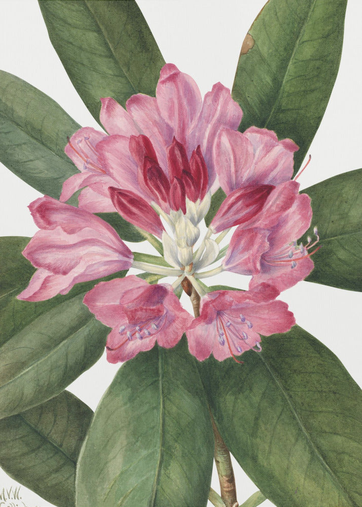 Mountain Rose Bay (1932) Wall Artwork Gallery Wrapped (Ready to Hang)