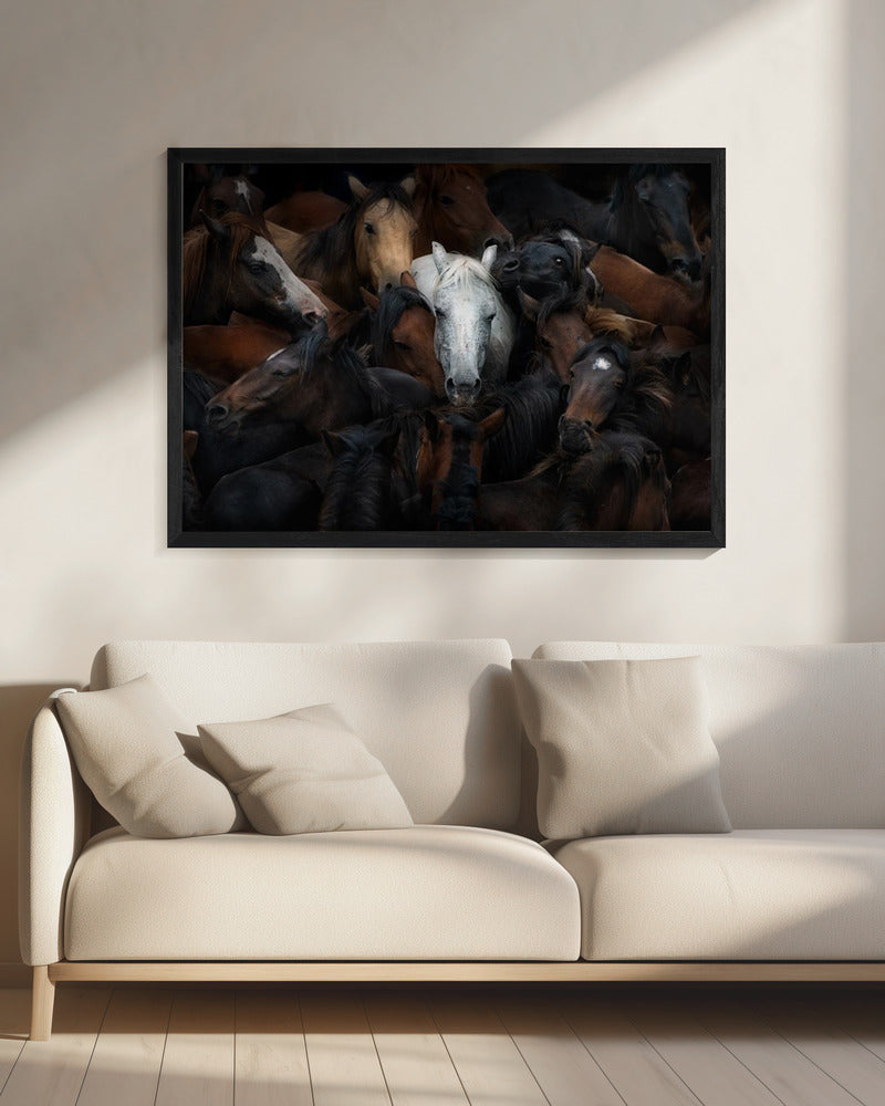majestic white horse among a herd with black frame