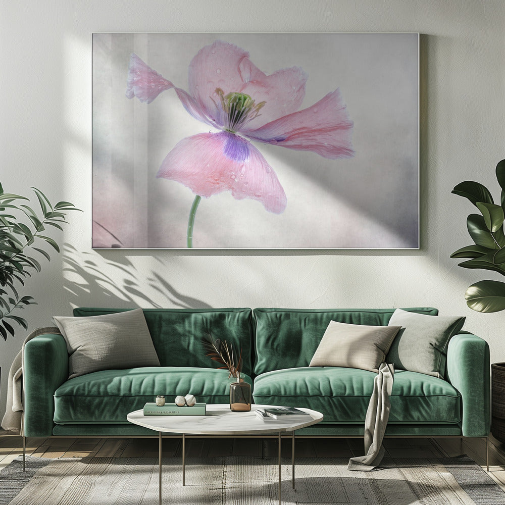 Wall art Pastel poppy