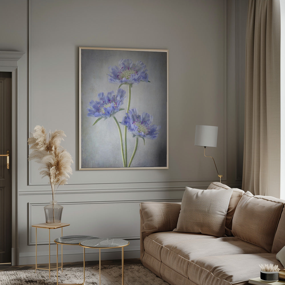 Wall art Scabiosa