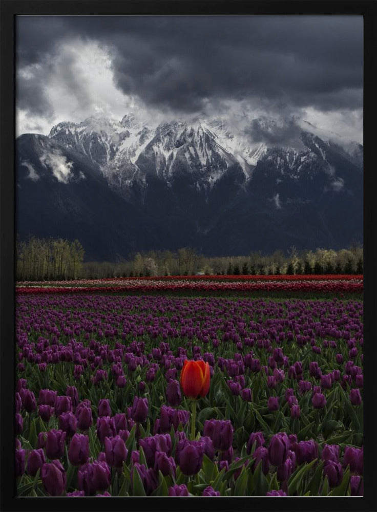 Wall art Tulip in Vancouver with floating Frame Black