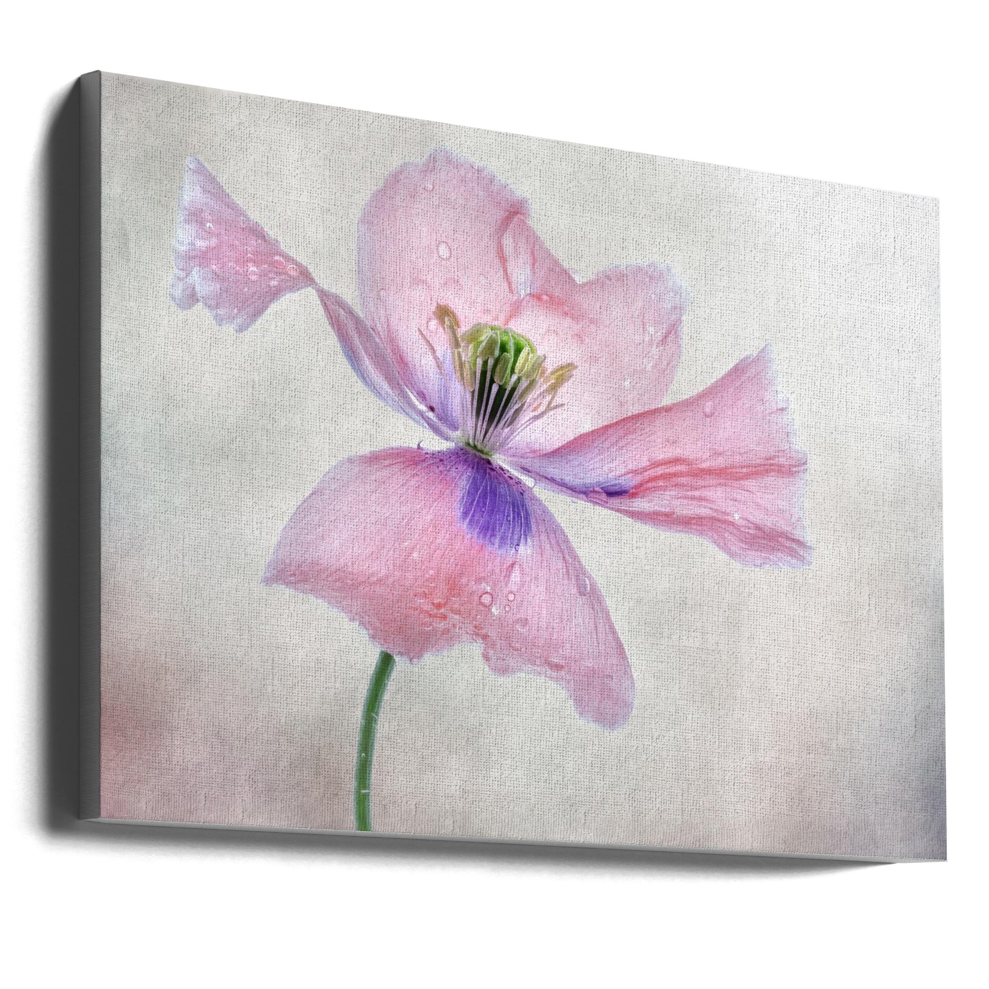 Wall art Pastel poppy