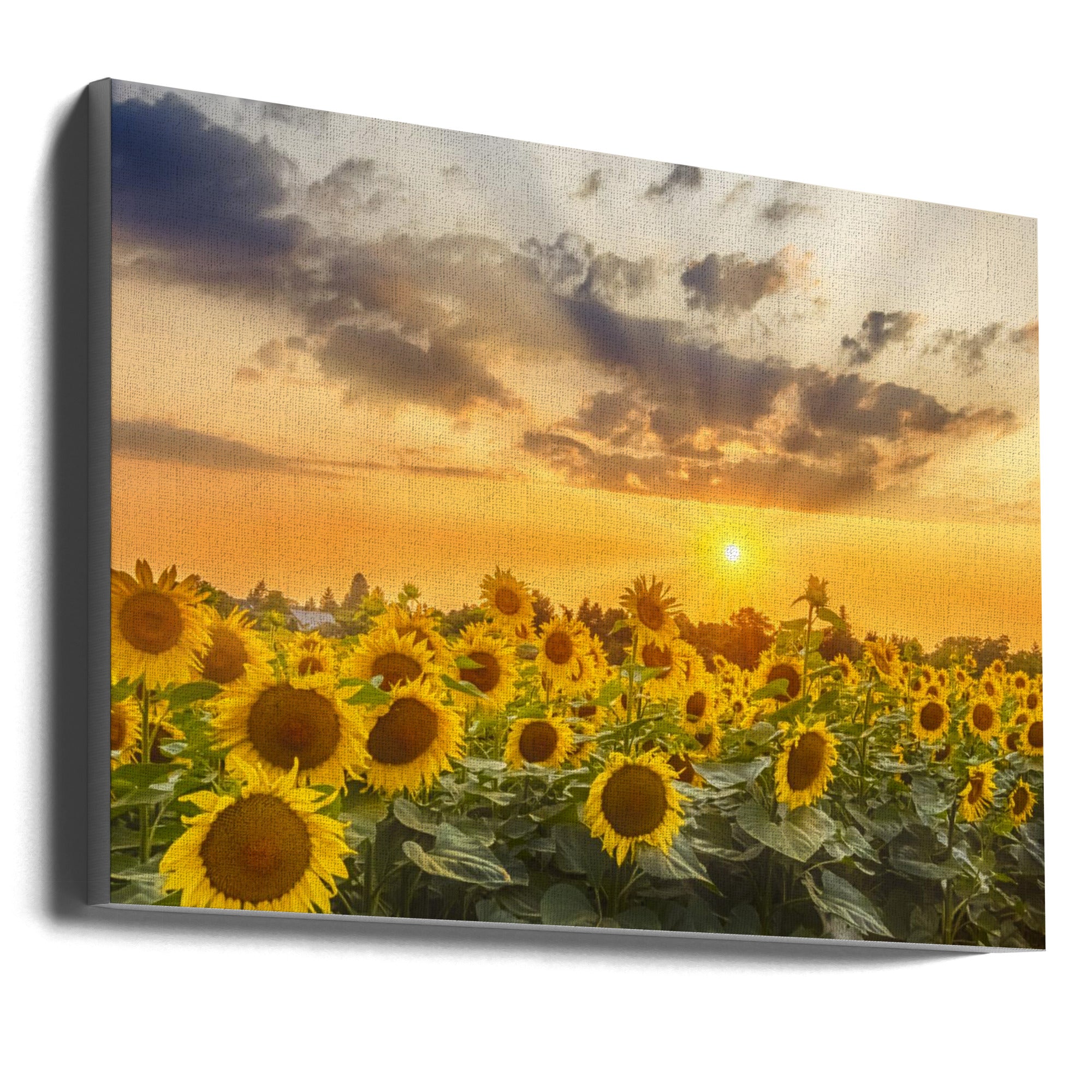 Wall art Sunflower field at sunset | Panoramic View