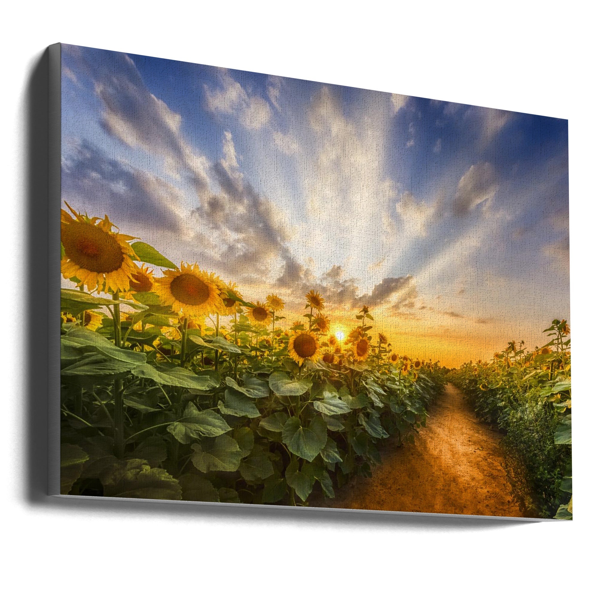 Landscape Photography Canvas Print-wall-art-path-through-the-sunflower-field-36X24