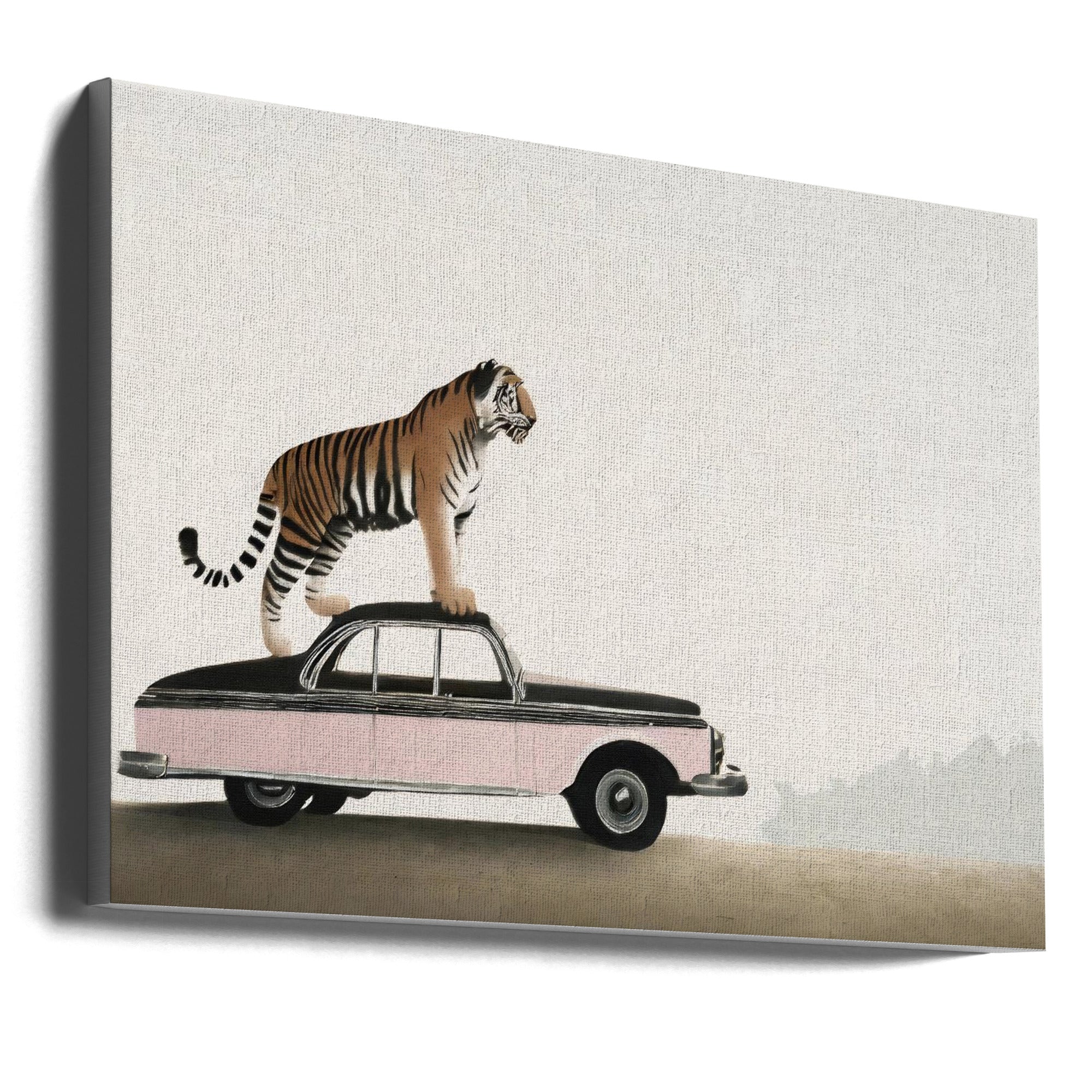 Wall art Tiger om a car roof 36X24inch In Black Floating Frame