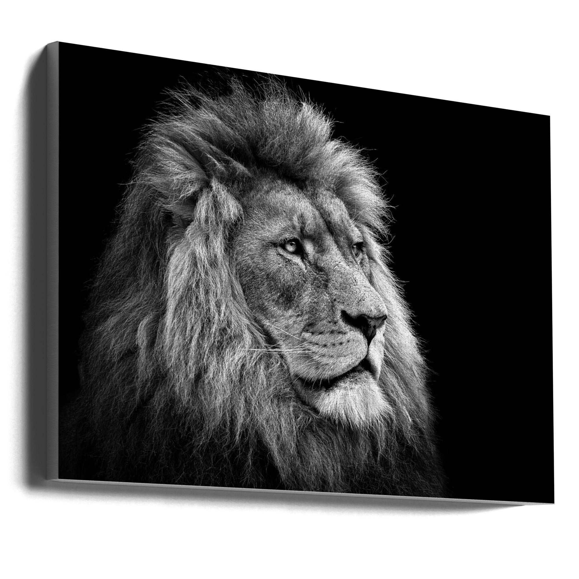 Wall art Lion 36X24inch In Black Floating Frame