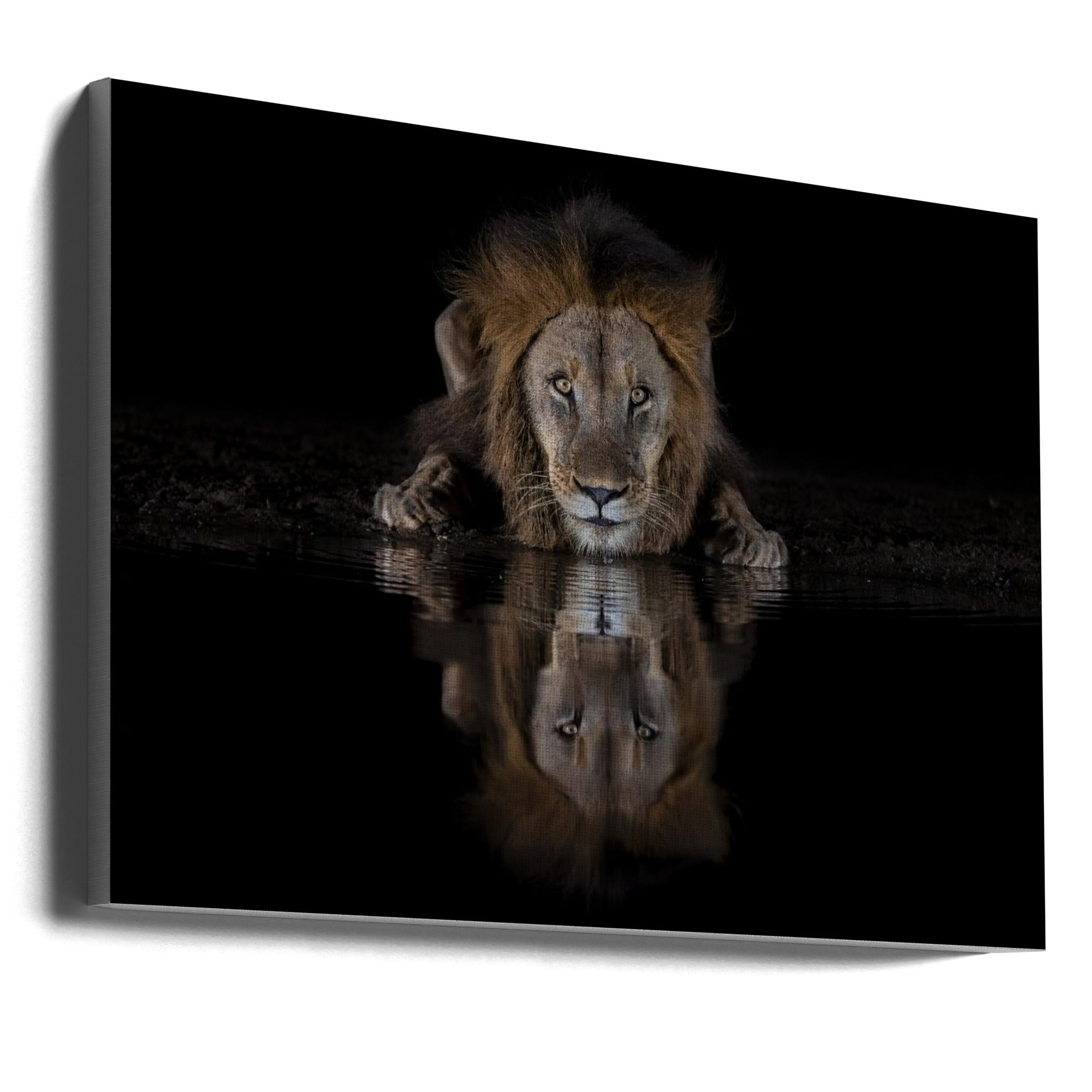 Wall Art Felines Nature-Inspired Canvas Print-wall-art-a-lion-at-the-night-36X24