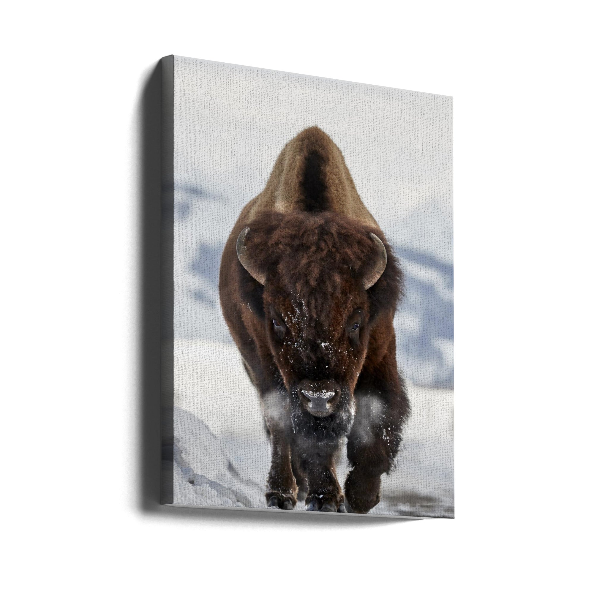 Wall art Bison Incoming Canvas Print