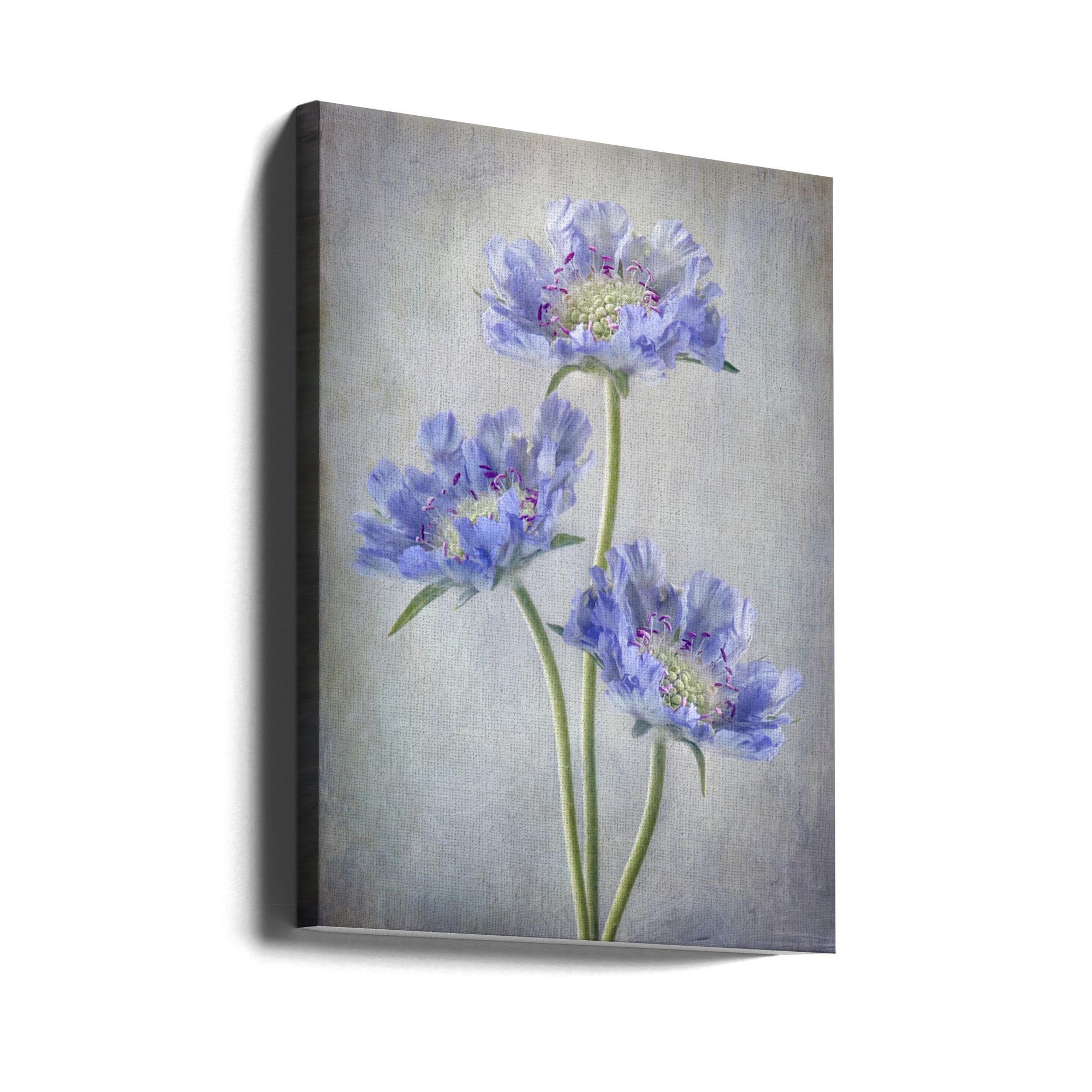 Wall art Scabiosa