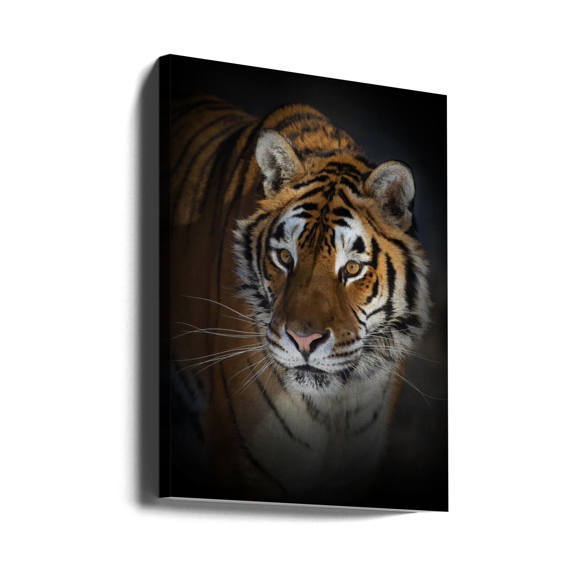 Wall art Portrait of a Siberian Tiger 24X36inch In Black Floating Frame