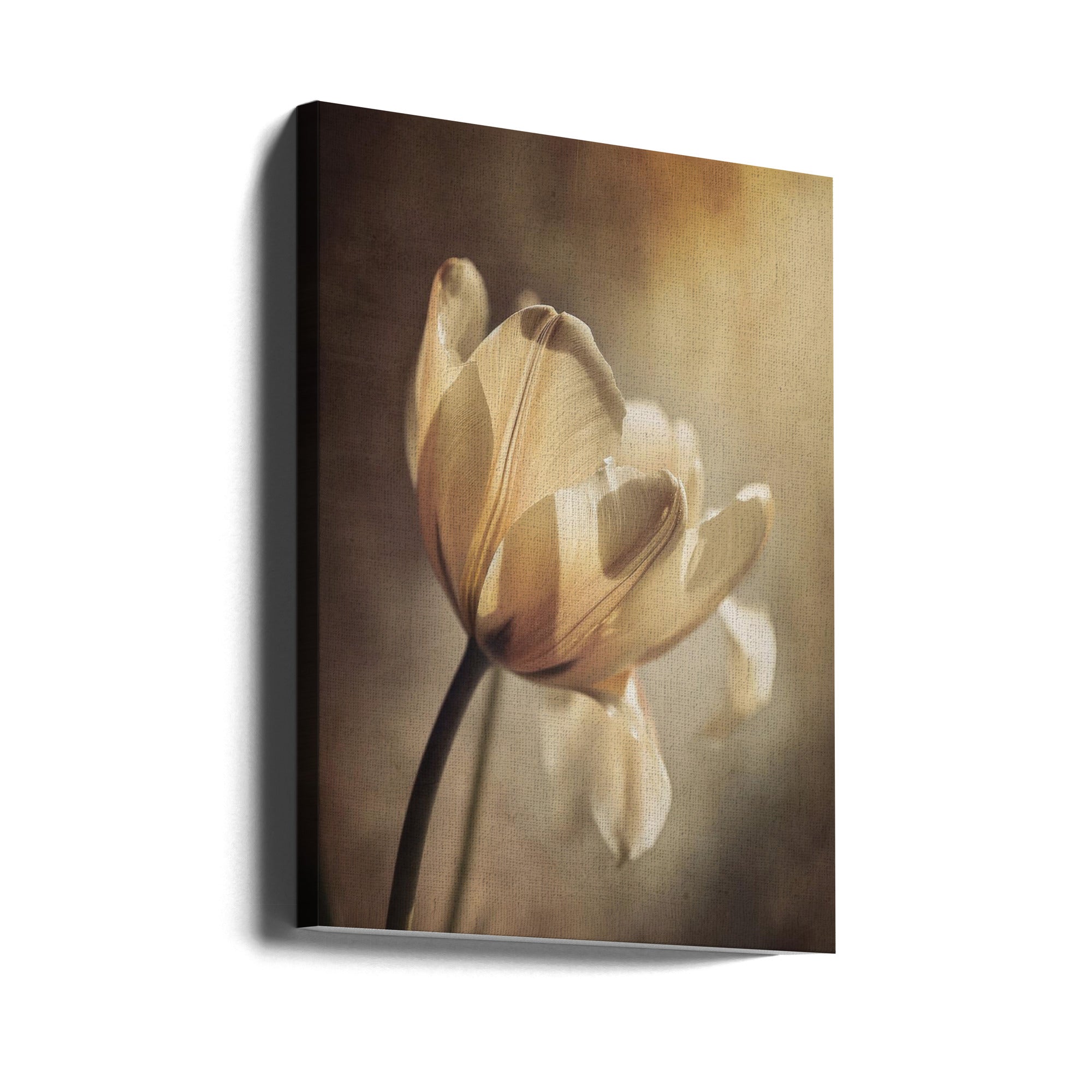 Wall art Pastel Tulip 24X36inch In Black Floating Frame