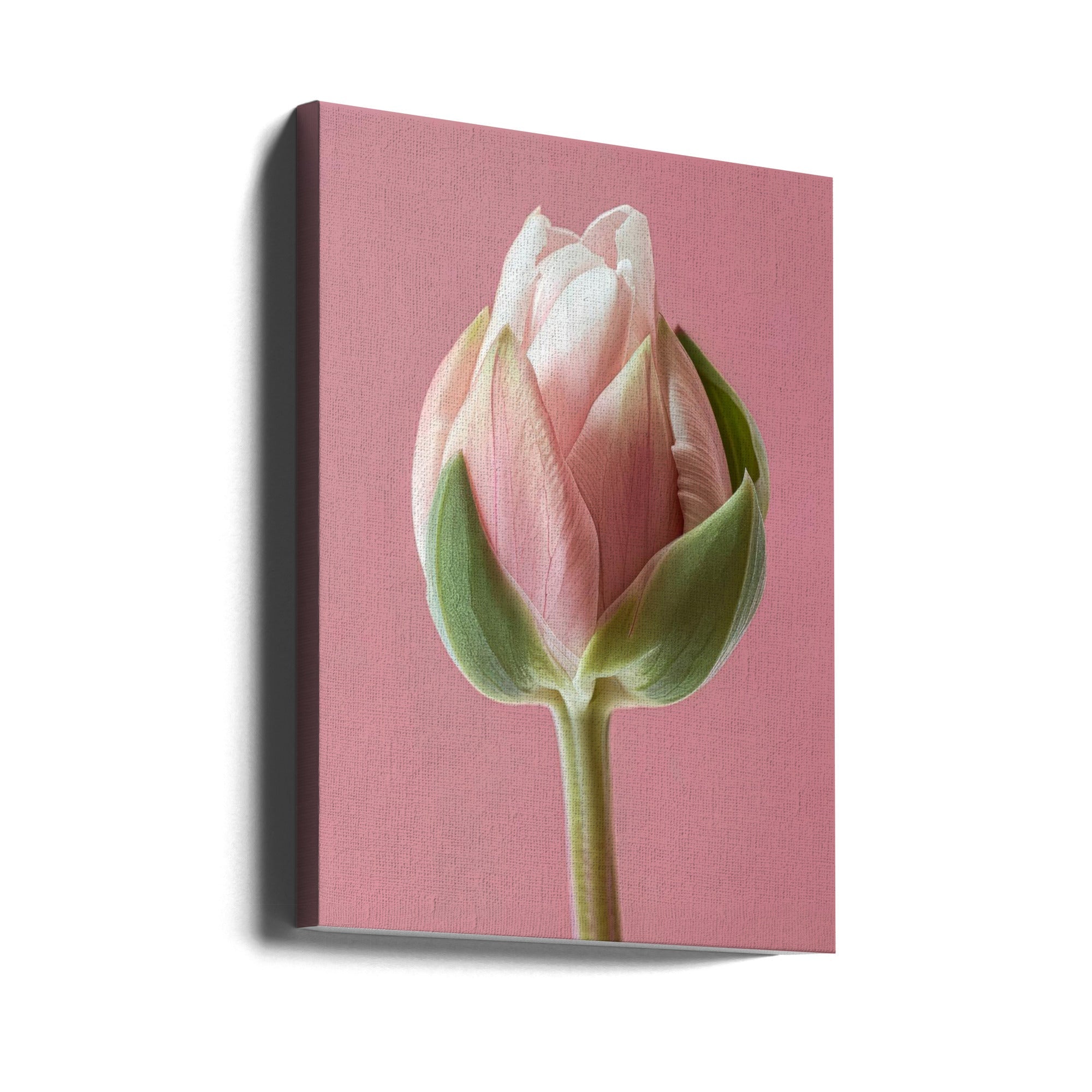 Wall art Pink Tulip