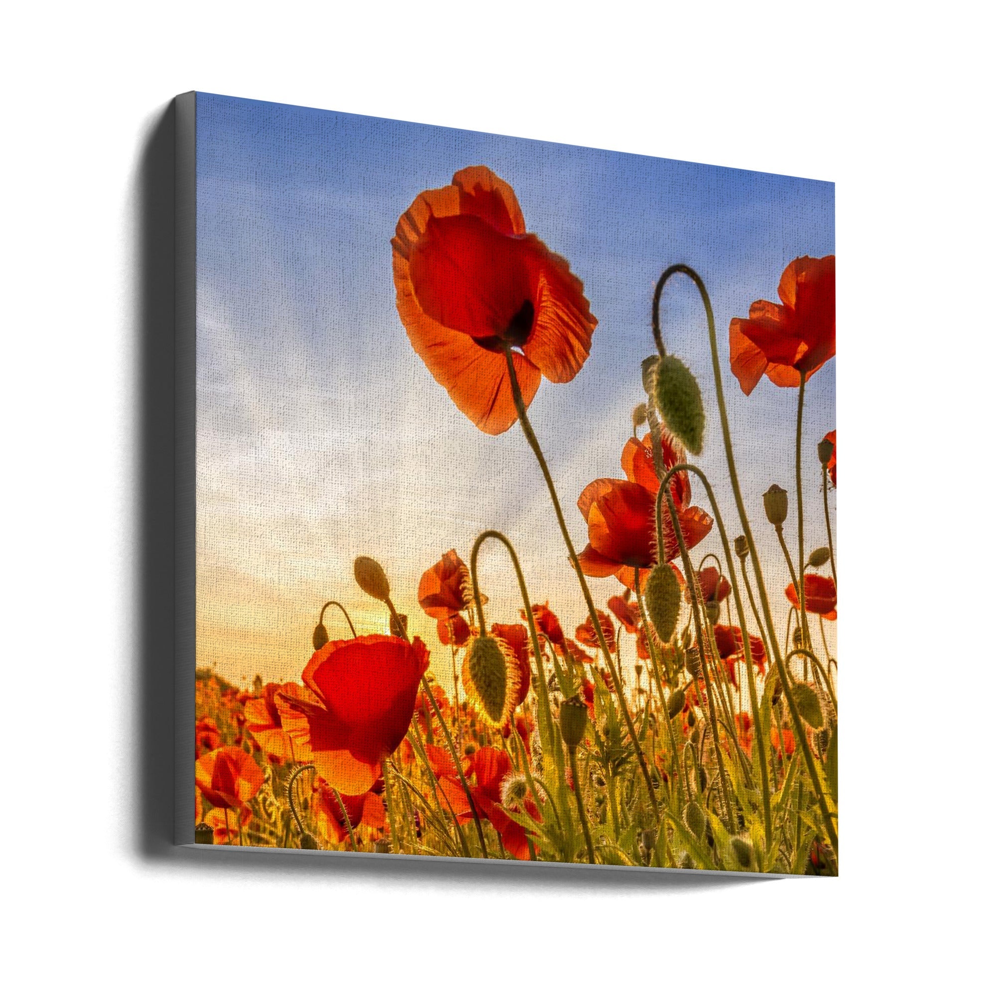 Landscape Photography Canvas Print-wall-art-fascinating-poppies-24X24inches