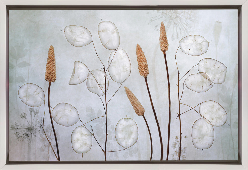 Wall art Lunaria