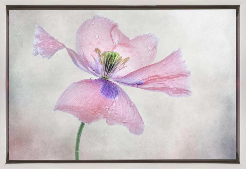 Wall art Pastel poppy