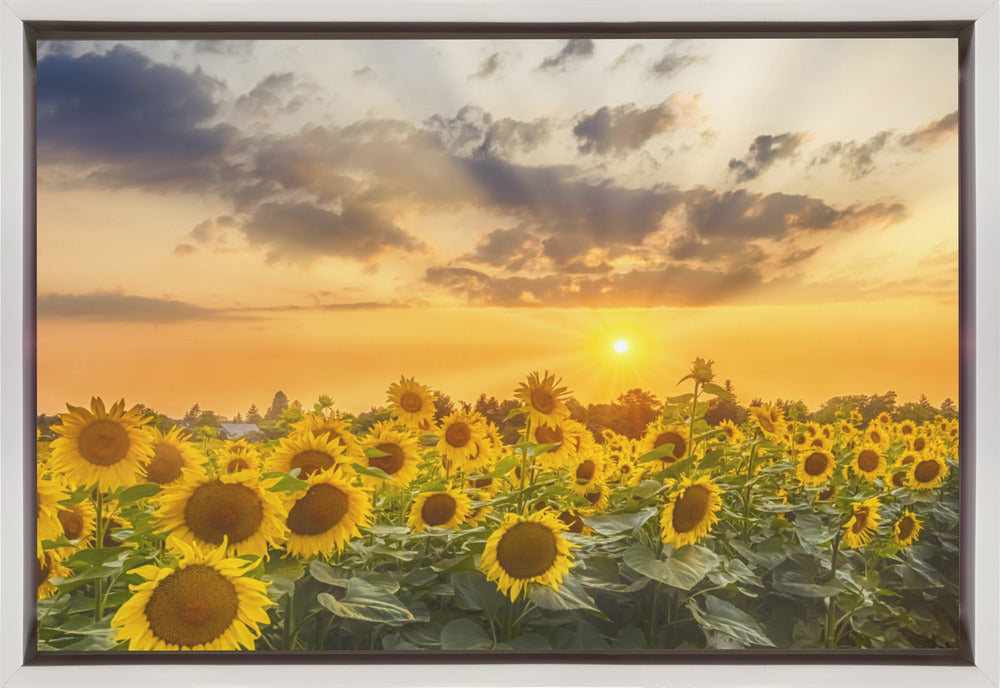 Wall art Sunflower field at sunset | Panoramic View