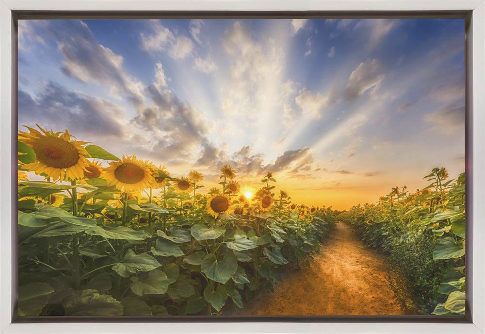 Landscape Photography Canvas Print-wall-art-path-through-the-sunflower-field-36X24