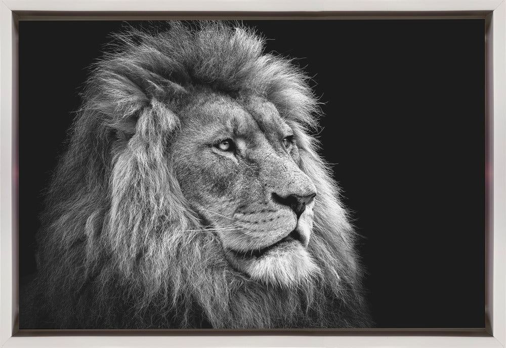 Wall art Lion 36X24inch In White Floating Frame