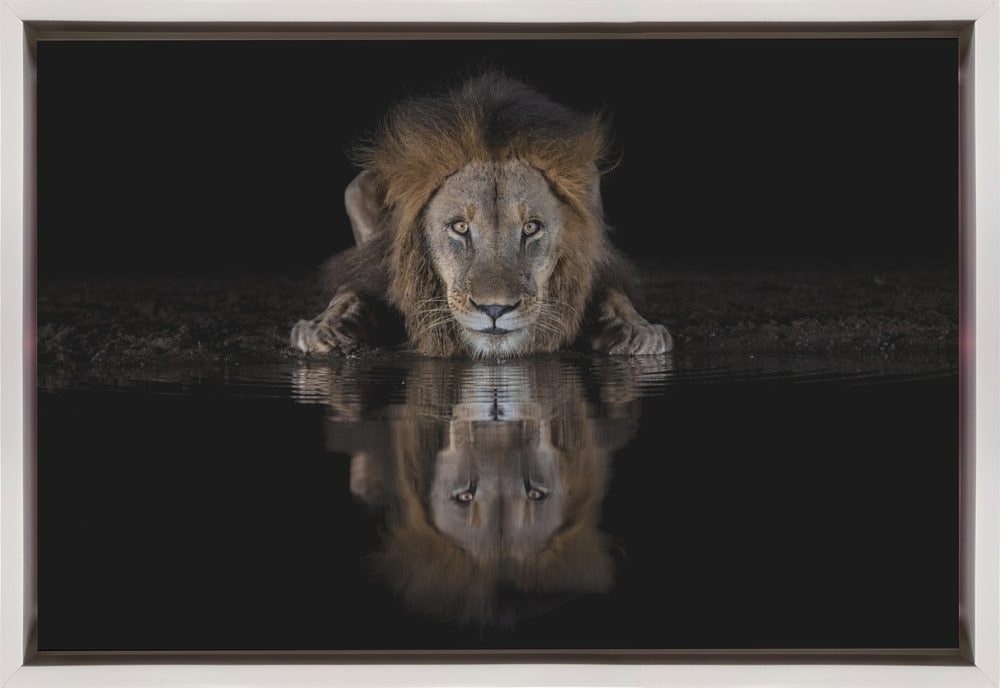 Wall Art Felines Nature-Inspired Canvas Print-wall-art-a-lion-at-the-night-36X24