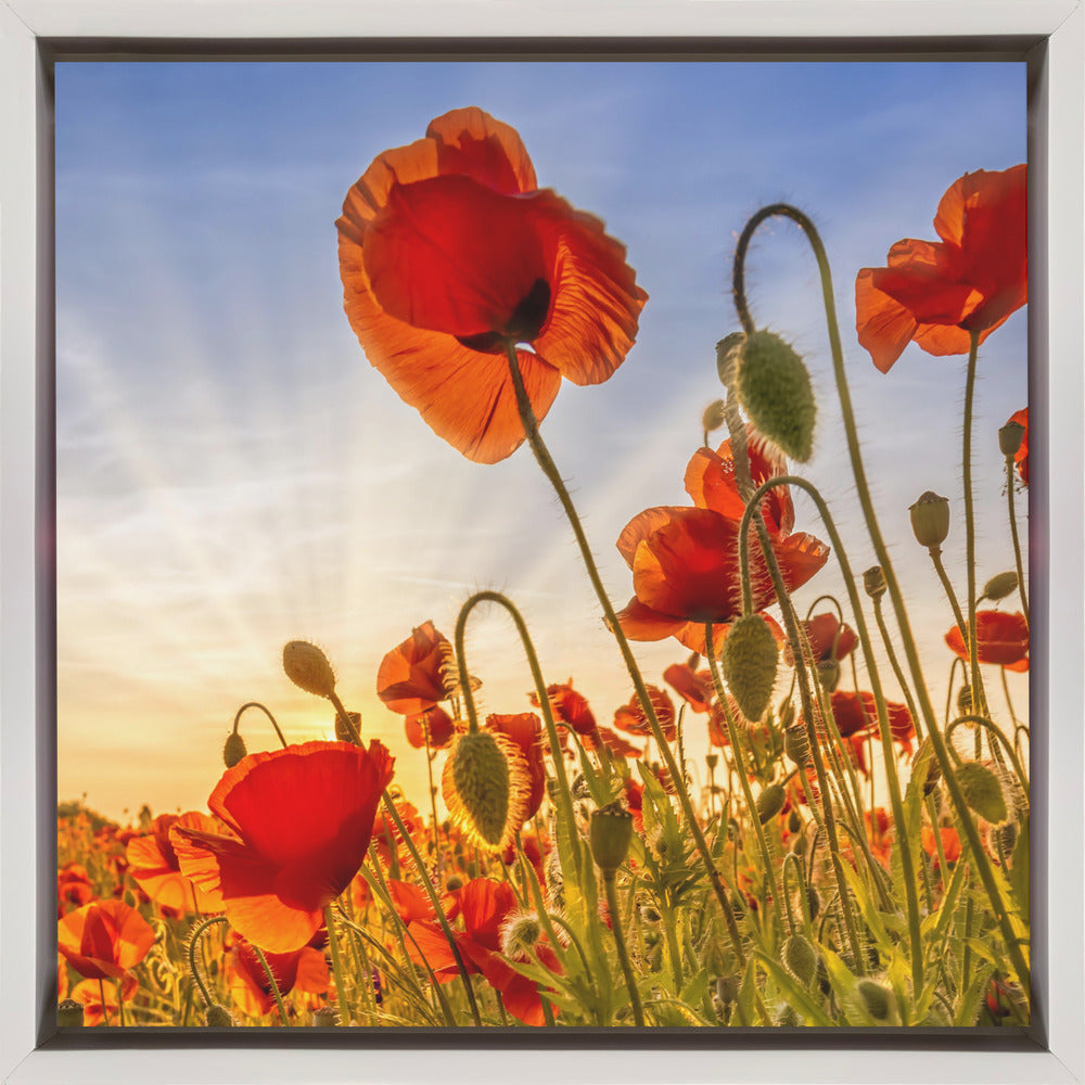 Landscape Photography Canvas Print-wall-art-fascinating-poppies-24X24inches