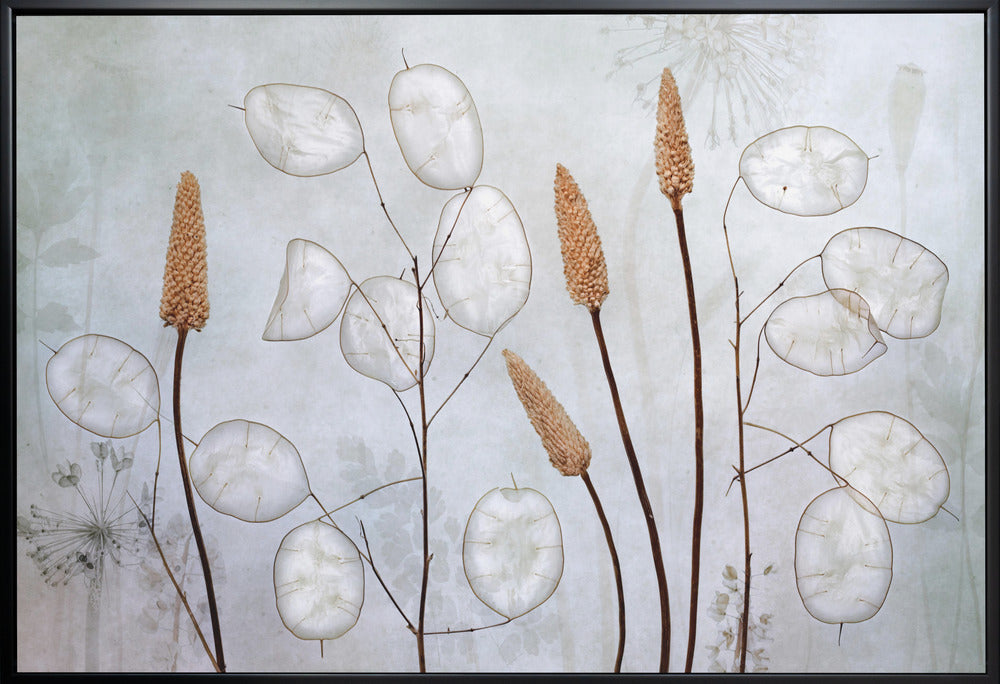 Wall art Lunaria