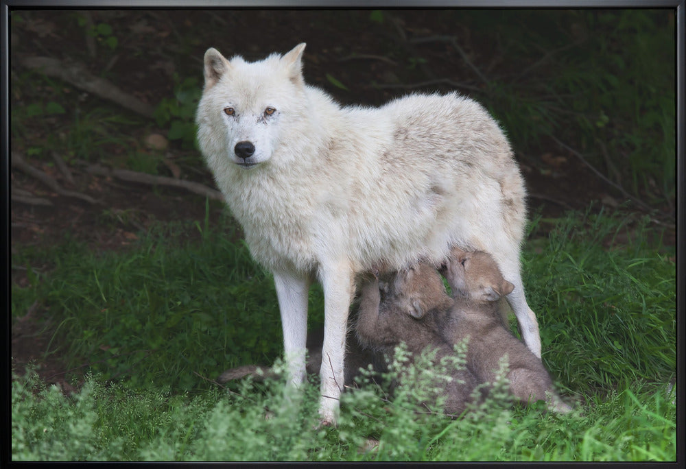 Wall art Arctic Wolves - Remus and Romulus