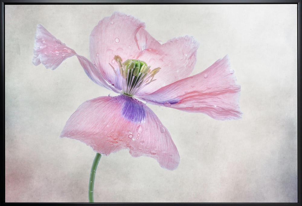 Wall art Pastel poppy