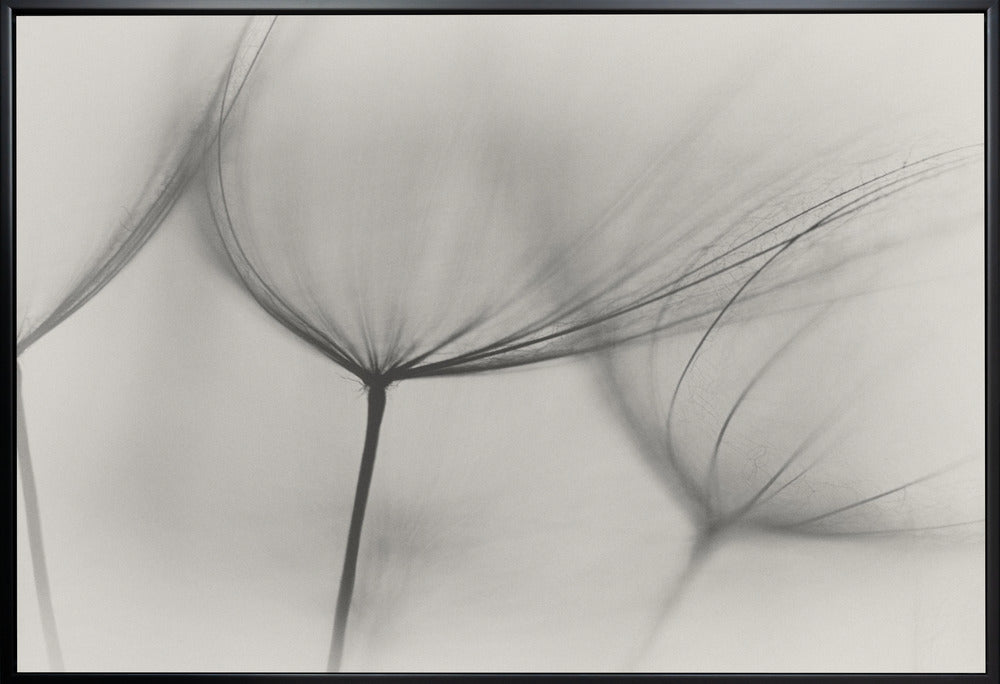 Wall art Tragopogon