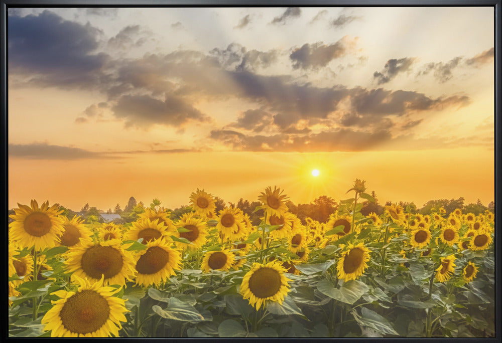 Wall art Sunflower field at sunset | Panoramic View