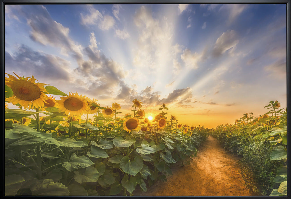 Landscape Photography Canvas Print-wall-art-path-through-the-sunflower-field-48X36