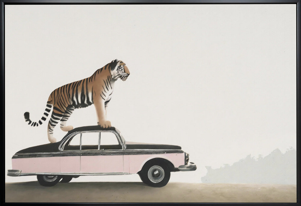 Wall art Tiger om a car roof 48X36inch In Black Floating Frame