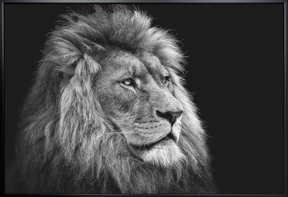 Wall art Lion 48X36inch In Black Floating Frame