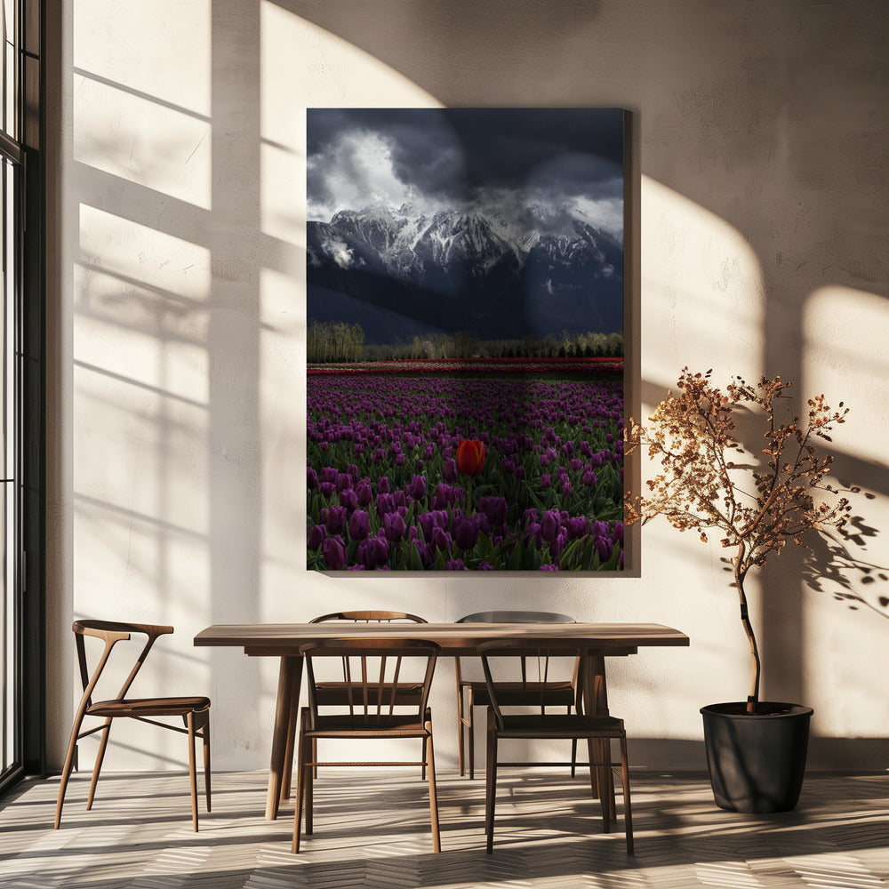 Wall art Tulip in Vancouver unframed