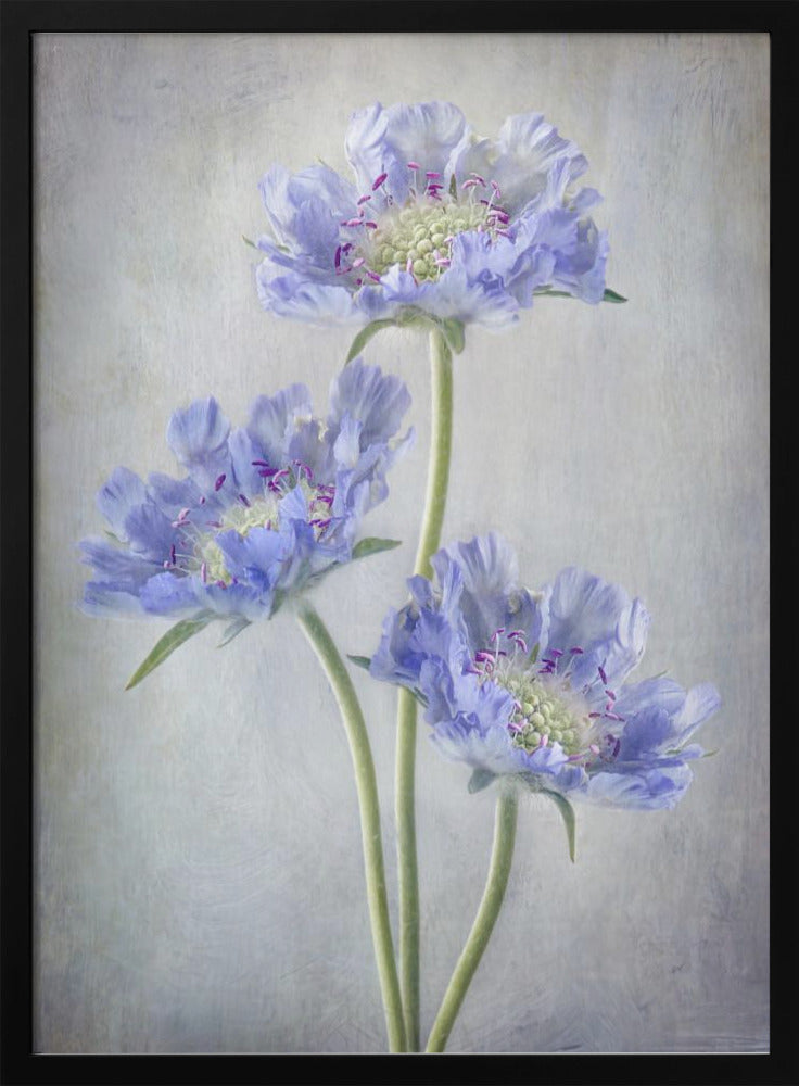 Wall art Scabiosa