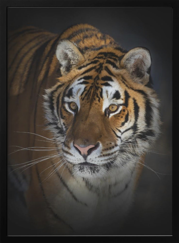 Wall art Portrait of a Siberian Tiger 36X48inch In Black Floating Frame