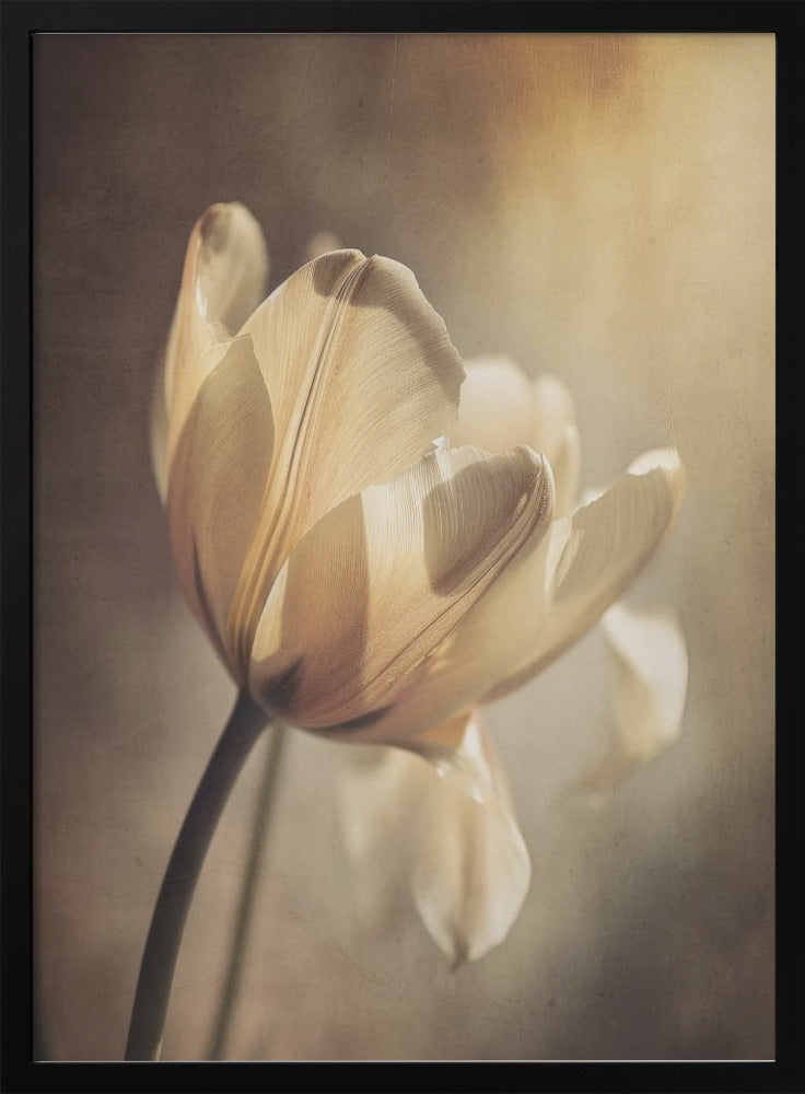 Wall art Pastel Tulip 36X48inch In Black Floating Frame