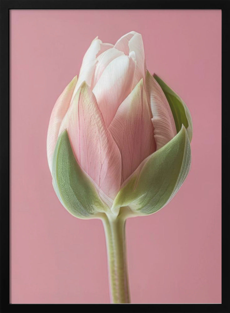 Wall art Pink Tulip