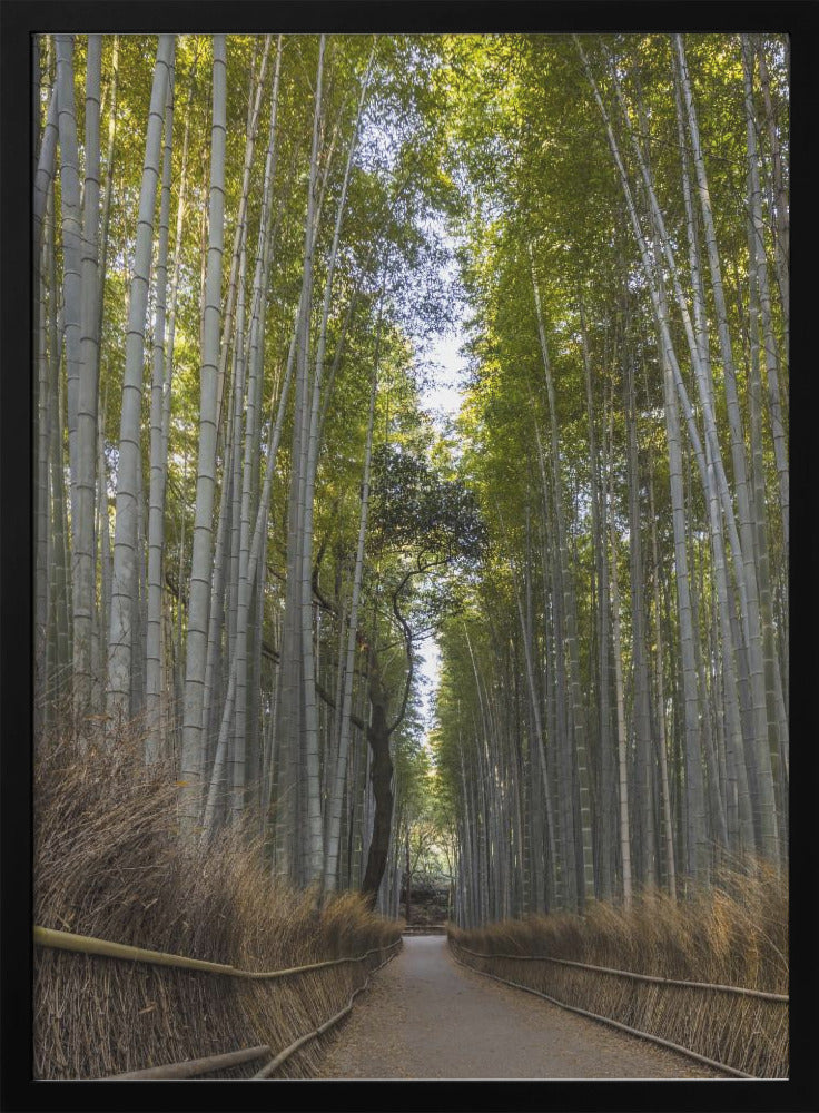 Landscape Photography Canvas Print-wall-art-mighty-arashiyama-bamboo-forest-36X48