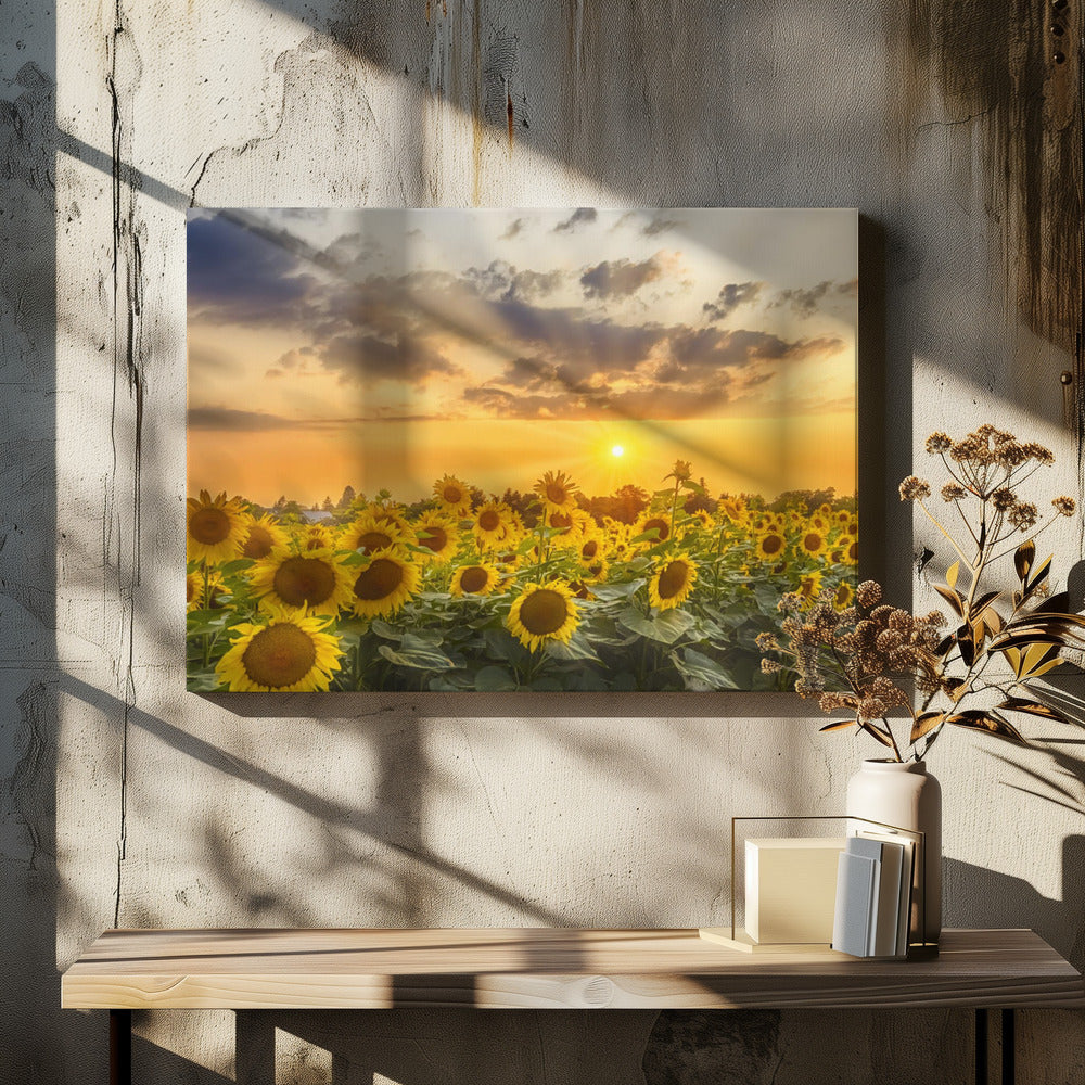 Wall art Sunflower field at sunset | Panoramic View