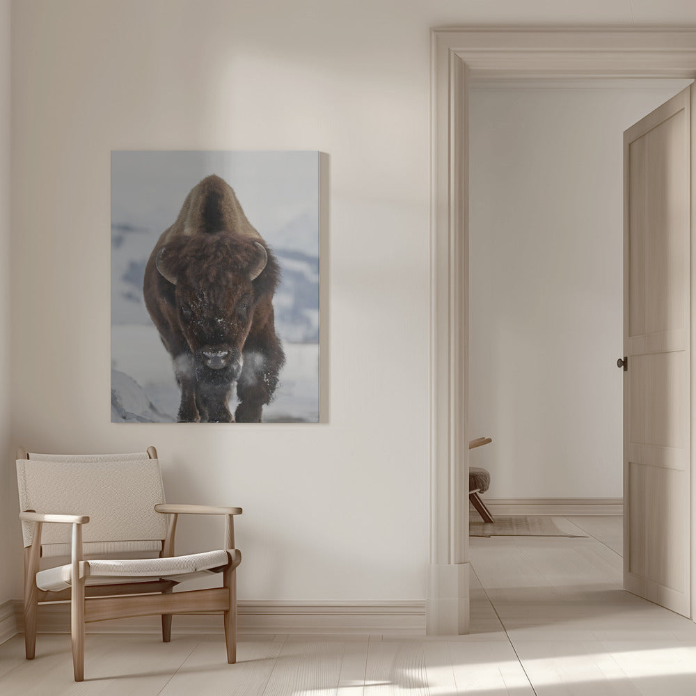 Wall art Bison Incoming Canvas Print