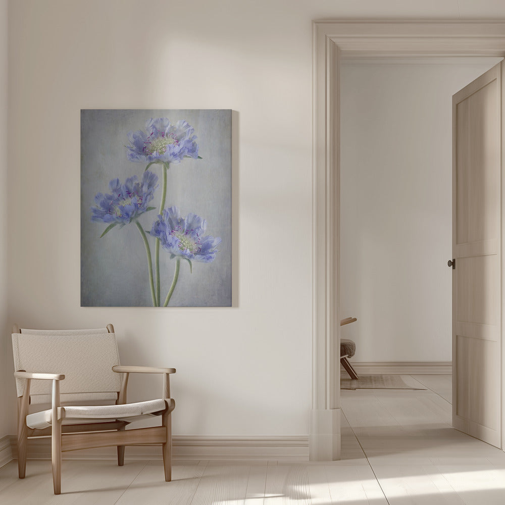 Wall art Scabiosa